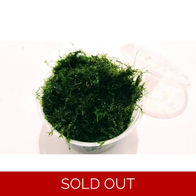 Fissiden fontanus (phoenix moss) cup